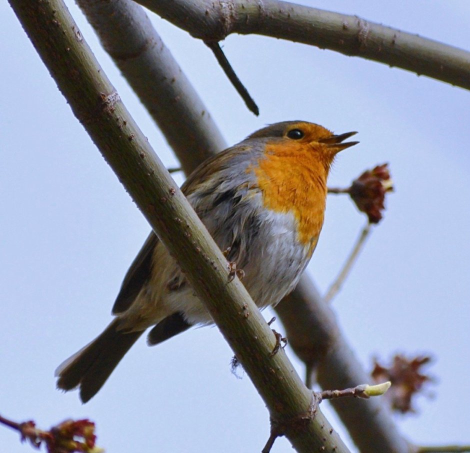 Зарянка Зяблик Дрозд