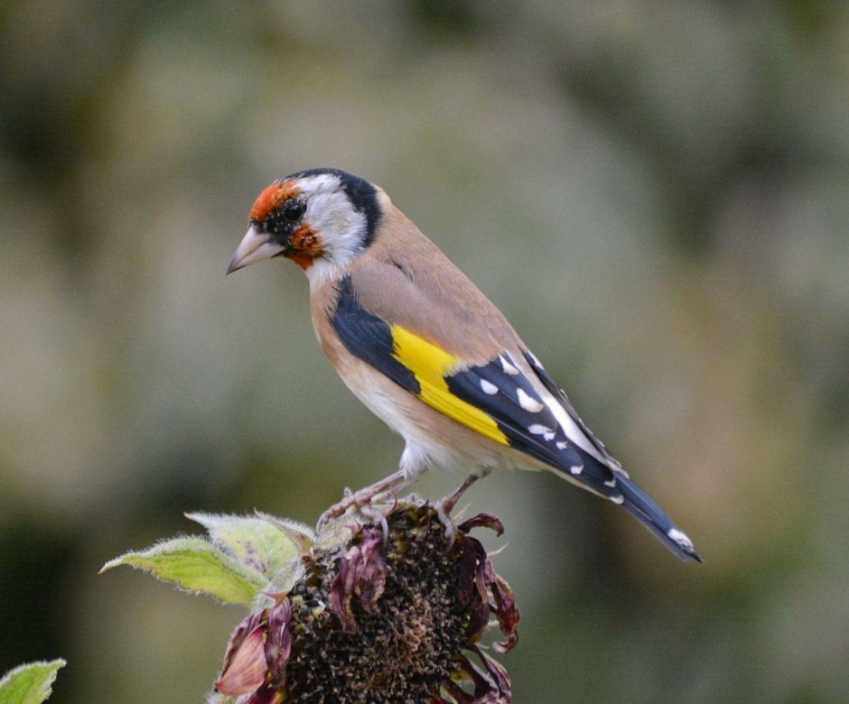 Толстоклювый щегол