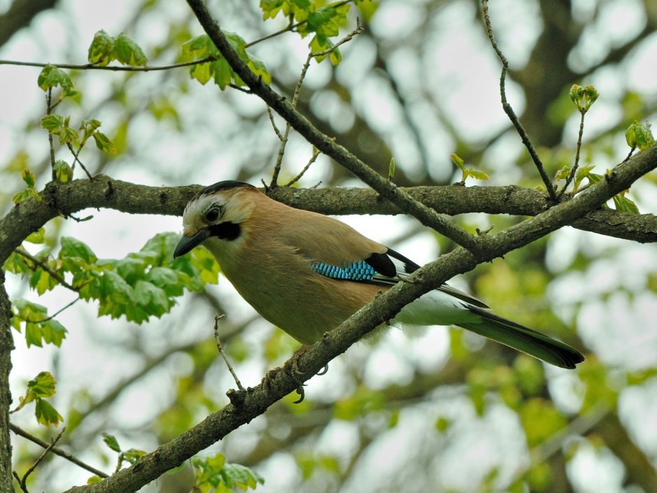 Птица в зелени