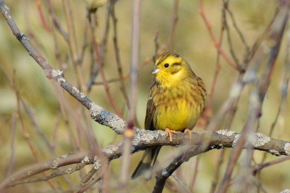 Дикие певчие птицы Кубани