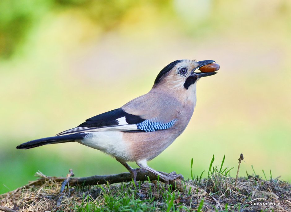 Птицы Ставропольского края Сойка