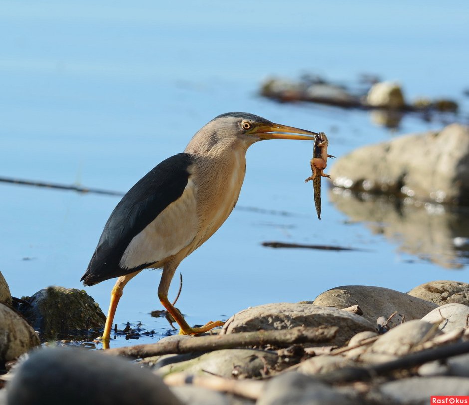 Птицы Кубани Краснодарского края