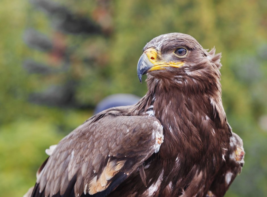 Степной Орел