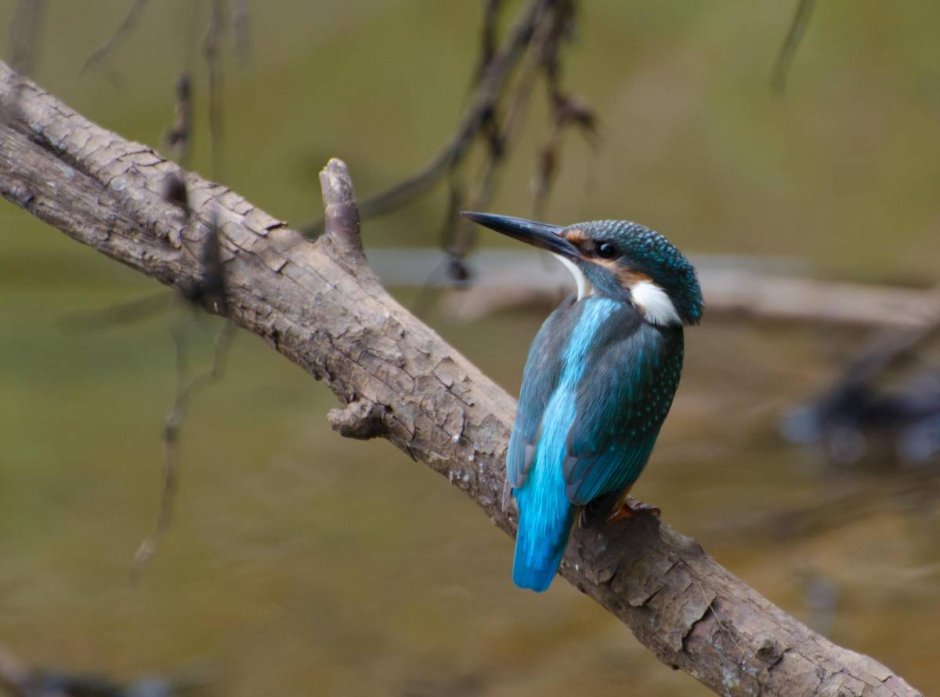 Полосатогрудый Зимородок
