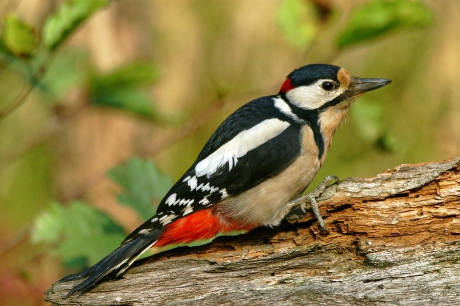 Пестрый дятел птица