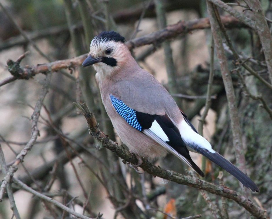 Птицы Ставропольского края Сойка
