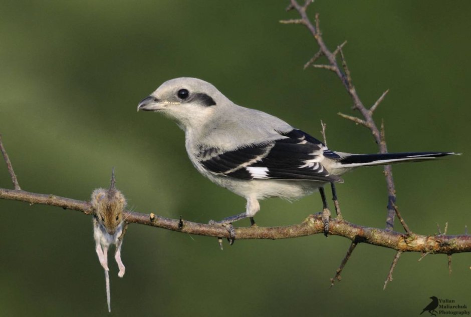 Серый сорокопут Lanius excubitor