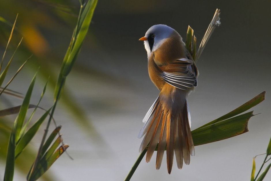 Усатая синица