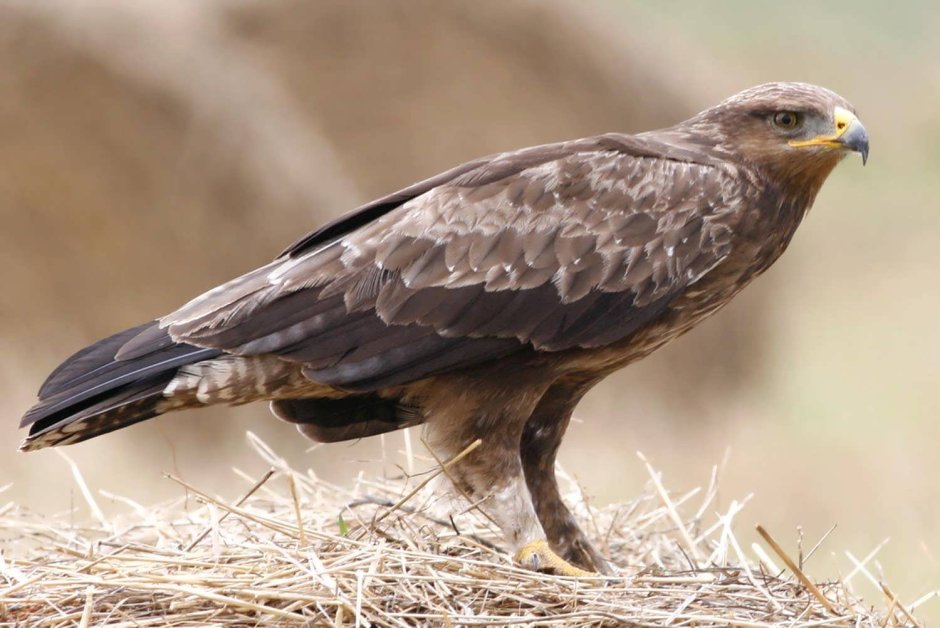 Малый подорлик - Aquila pomarina