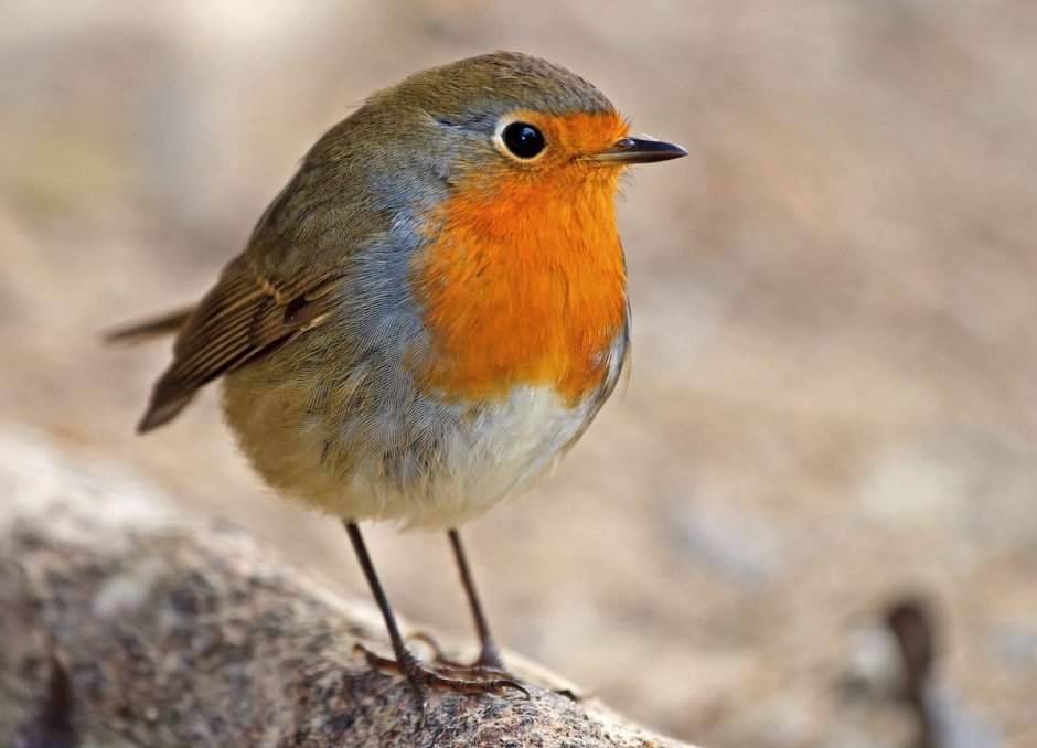 Птица Зарянка Малиновка