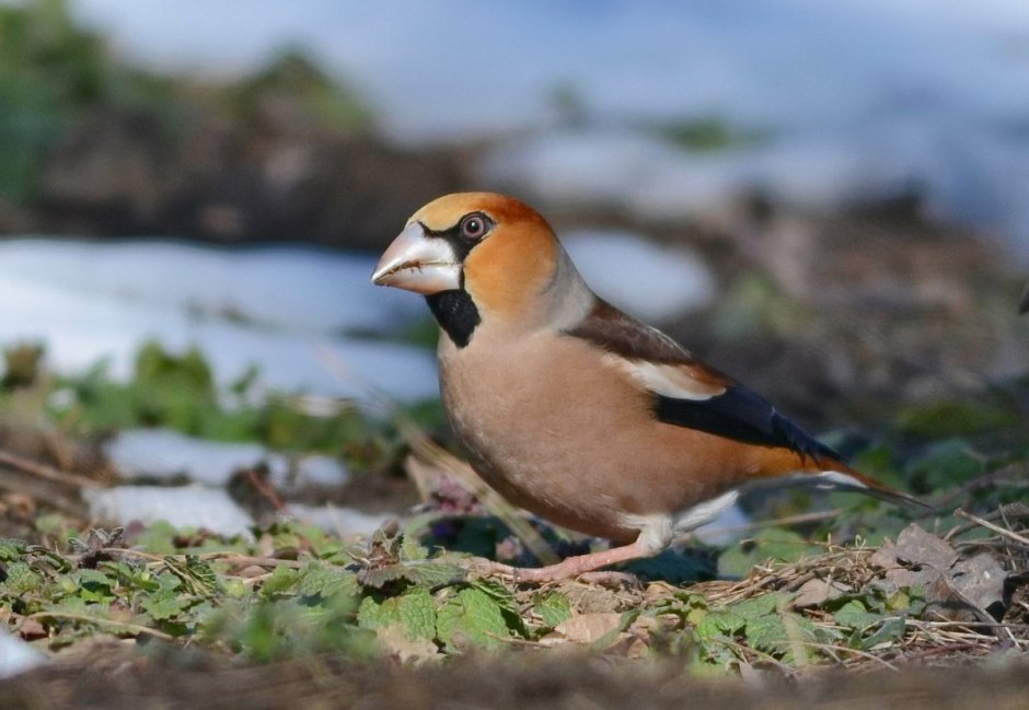 Дубонос самка