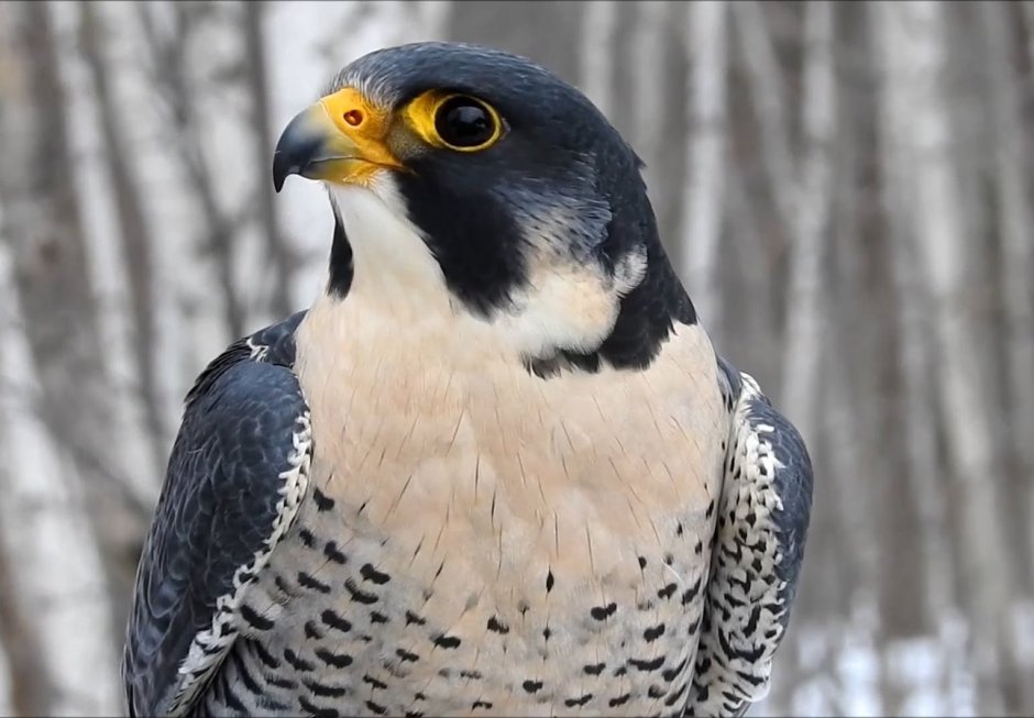 Сокол Сапсан