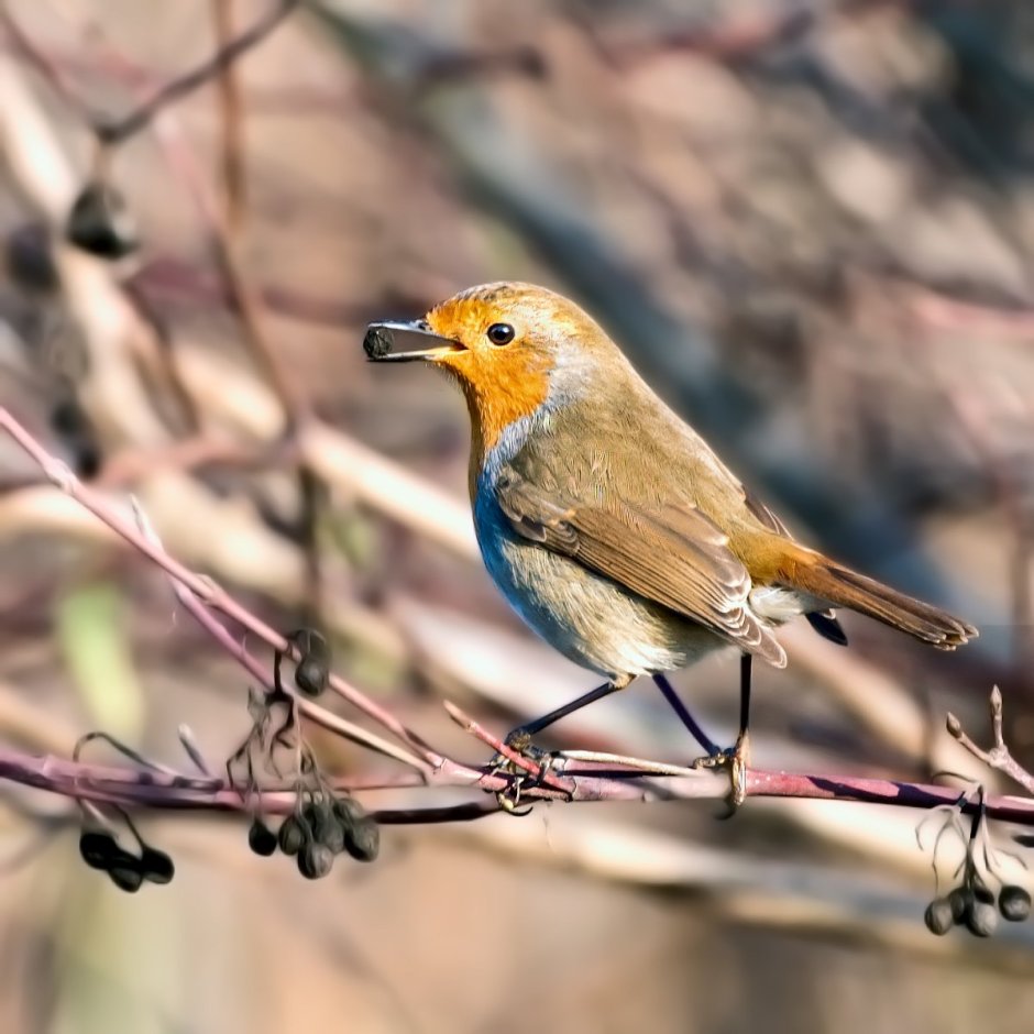 Зарянка птица на Кубани