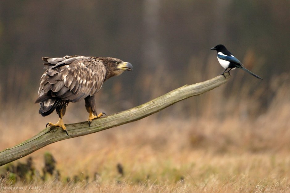 Птица садится на ветку