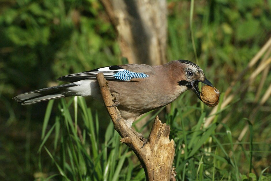Сойка Крымская эндемик Крыма