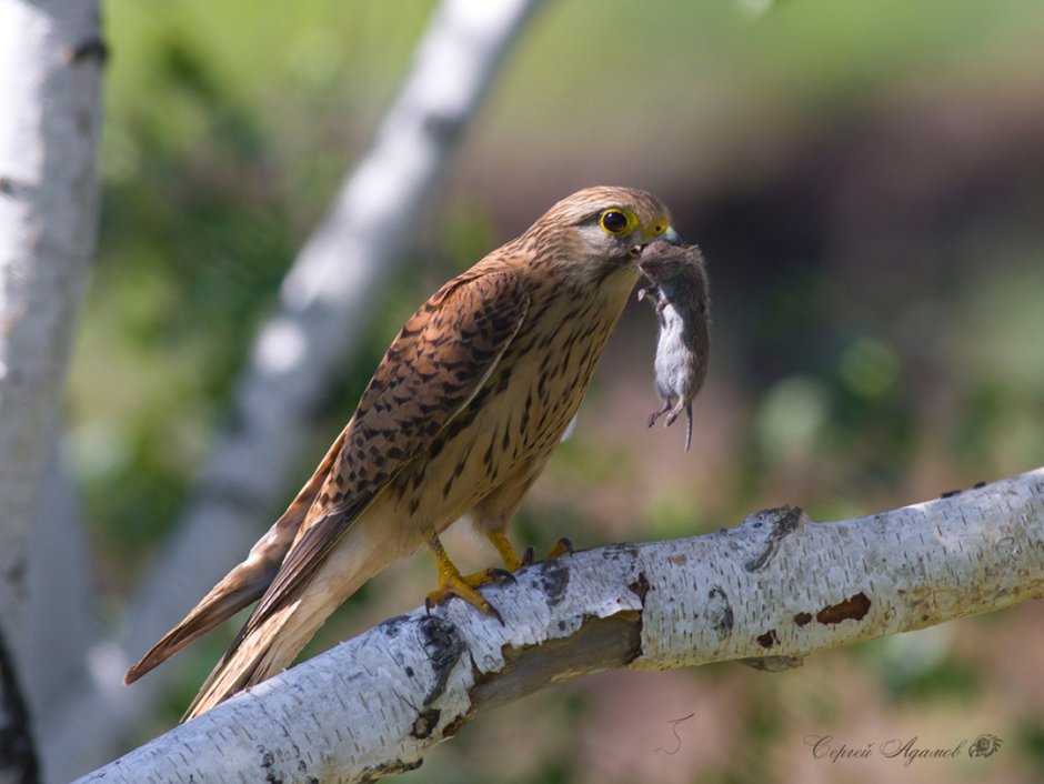 Ястреб пустельга Сокол пустельга