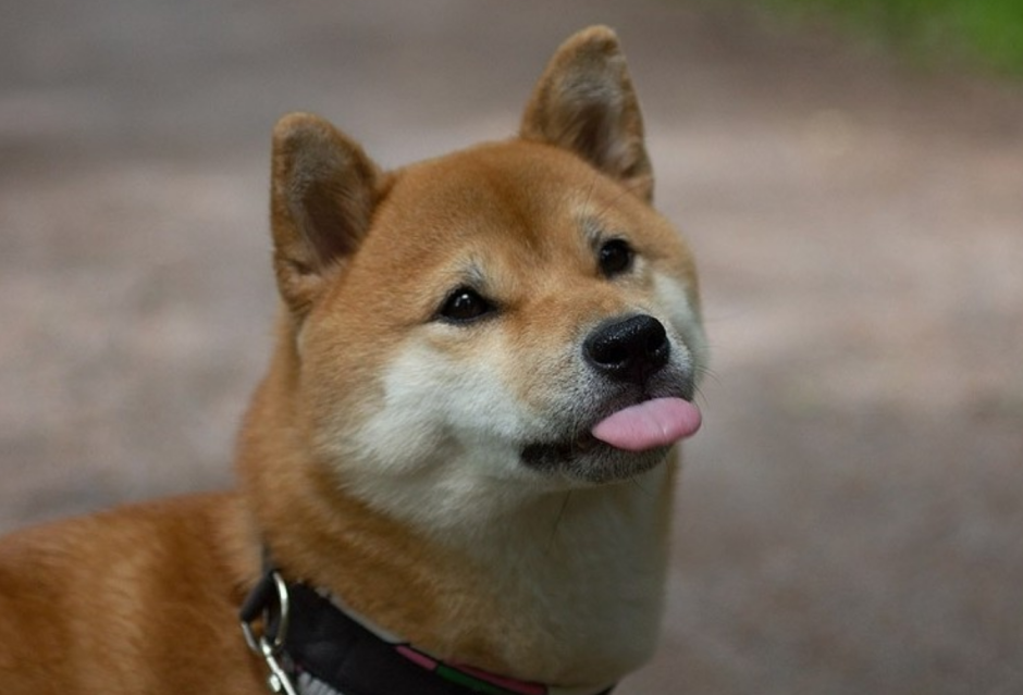 Сиба ину