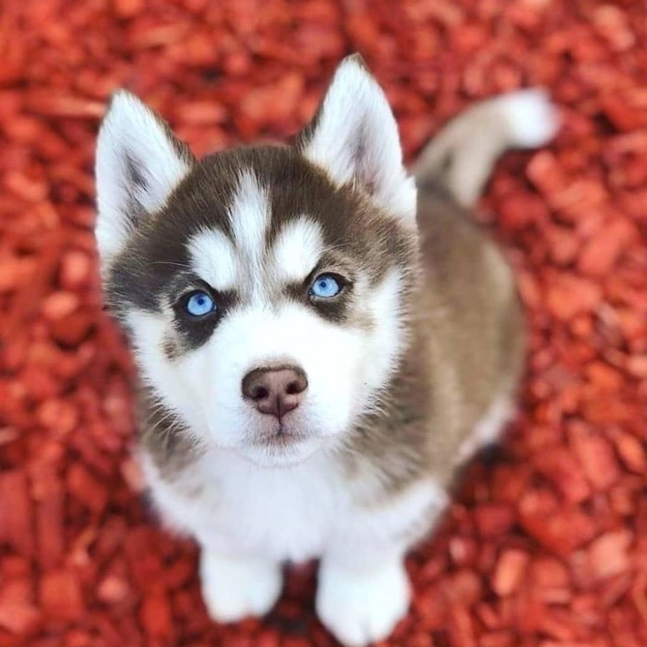 Красивые собаки