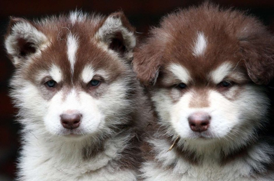 Хаски сохры