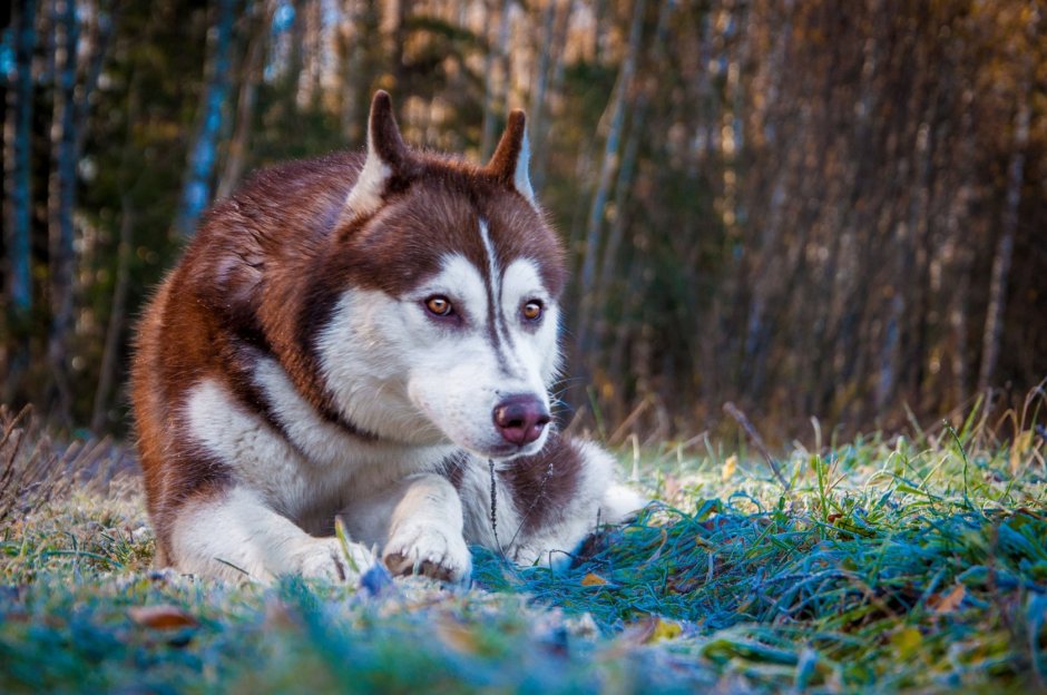 Сибирский хаски медный