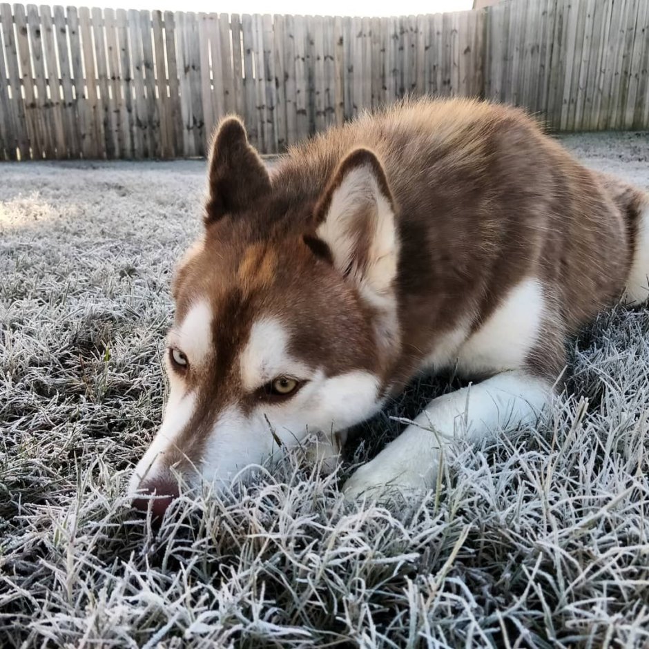 Сибирский хаски шоколадный