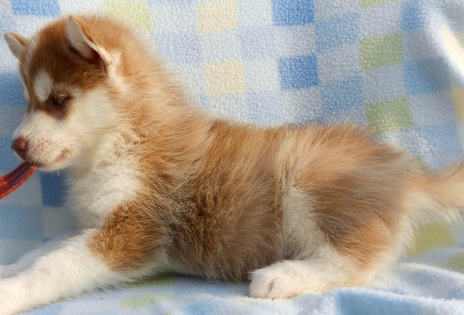 Сибирский хаски рыжий