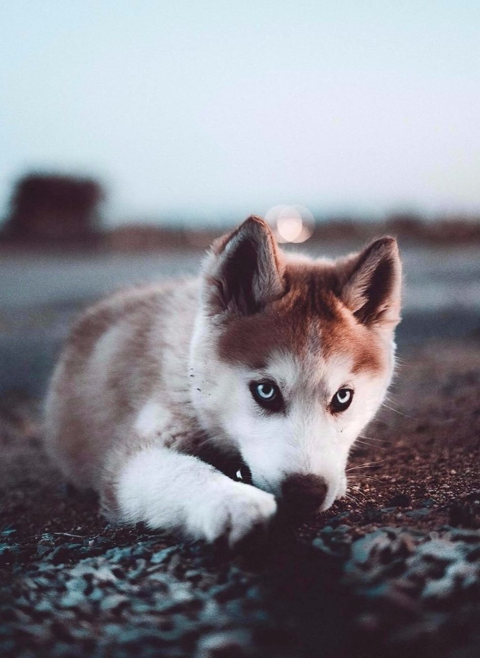 Хаски собака щенок