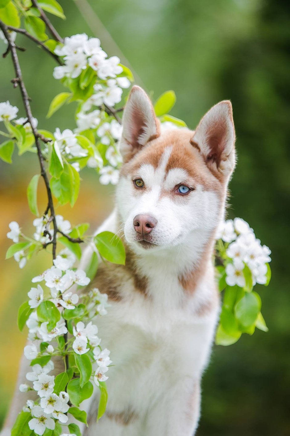 Хаски собака рыжая