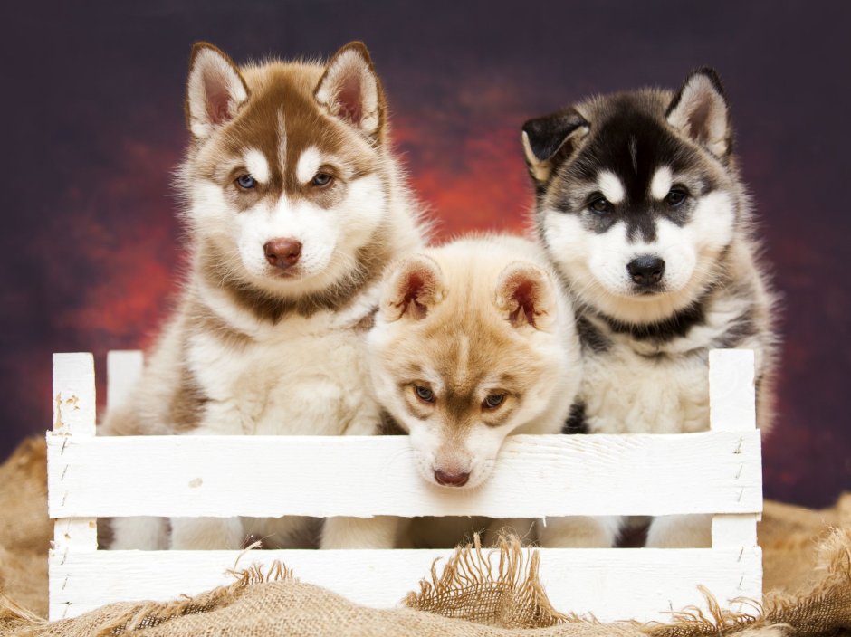 Хаски баннер