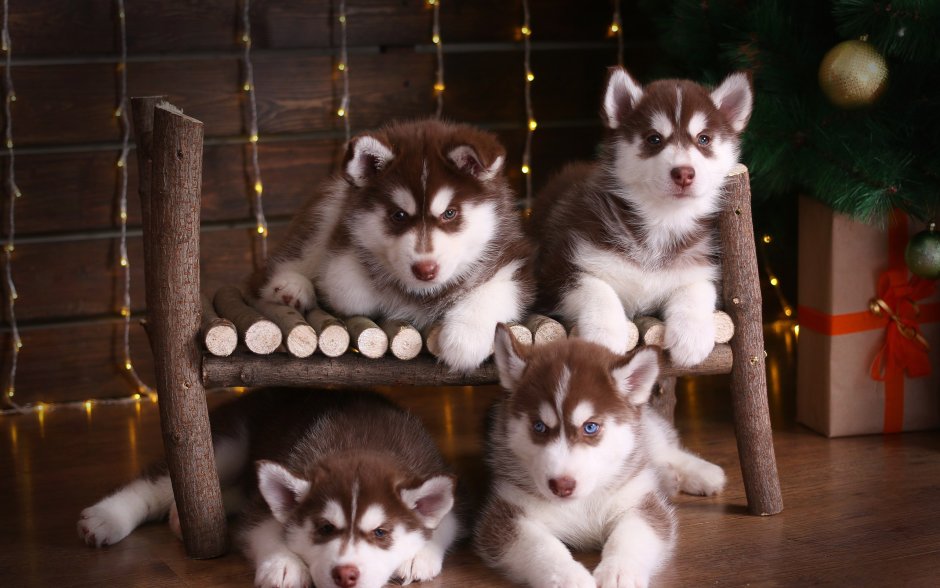 Сибирский хаски рыжий