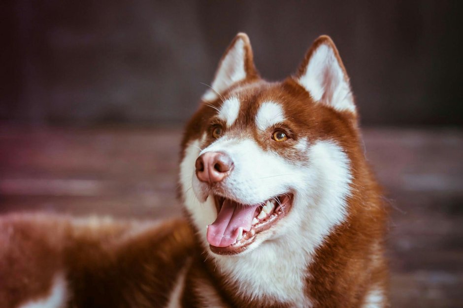 Маламут Аляскинский с голубыми глазами