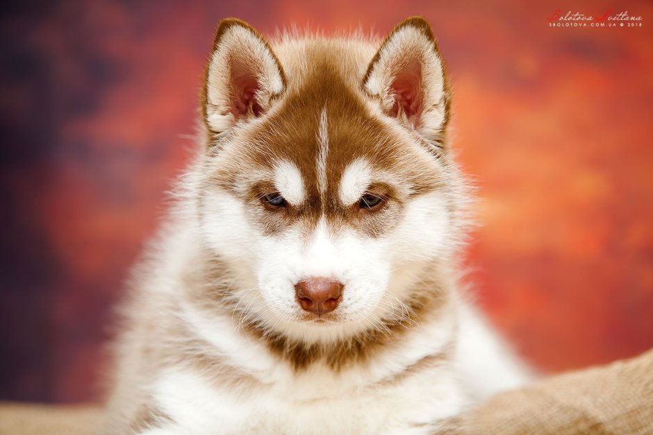 Сибирский хаски рыжий