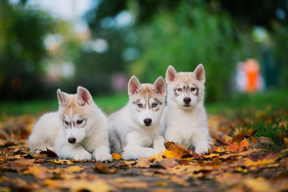 Хаски щенок