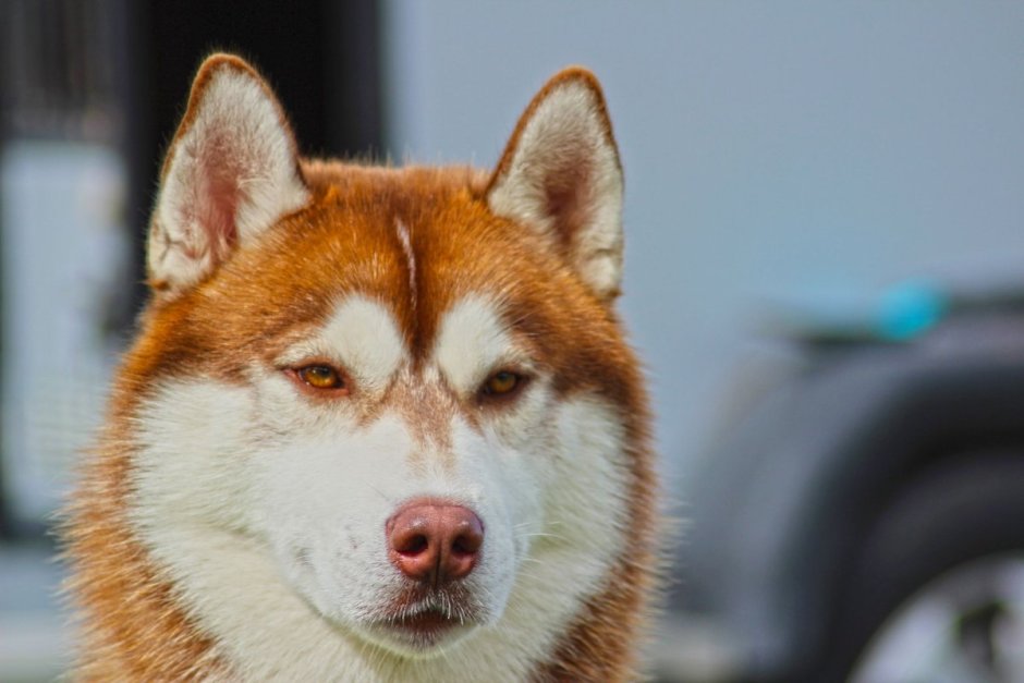 Шотландская хаски