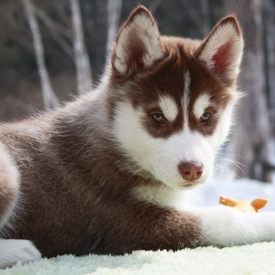 Рыжий хаски с карими глазами