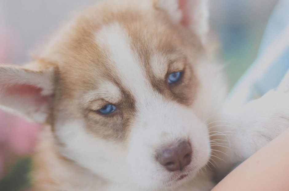 Хаски рыжий дурной