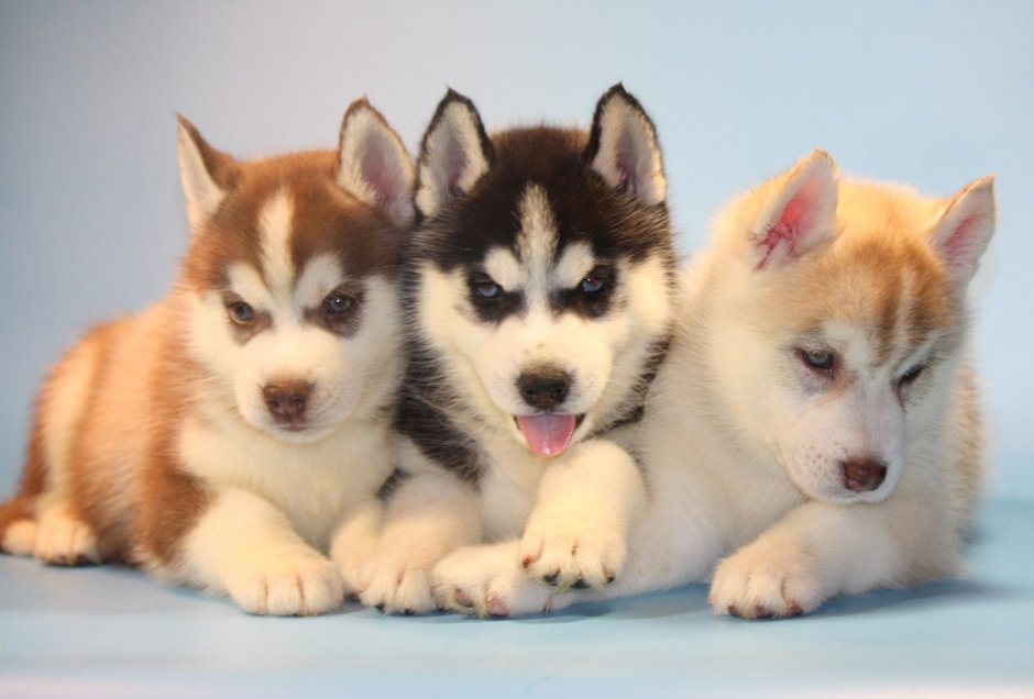 Сибирский хаски коричневый