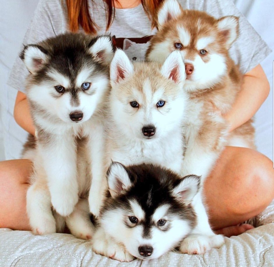 Аляскинский маламут белый