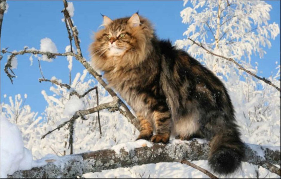 Европейский Лесной кот камышовый