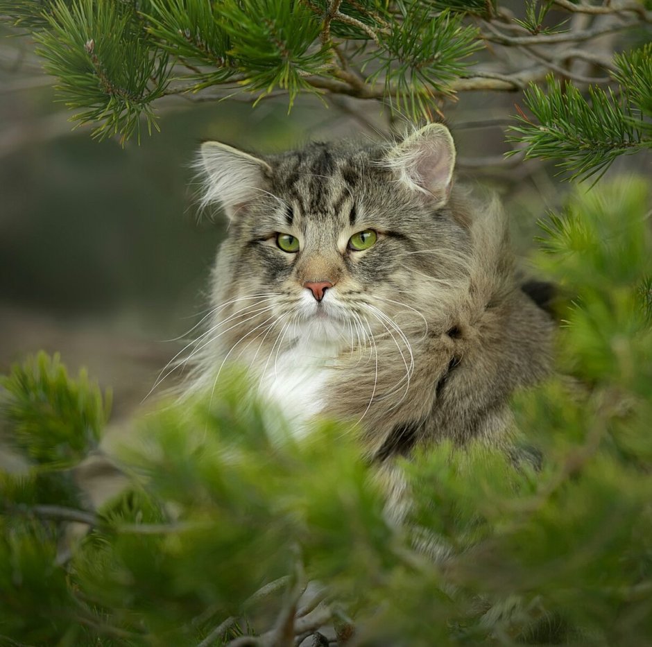 Шотландская Лесная кошка