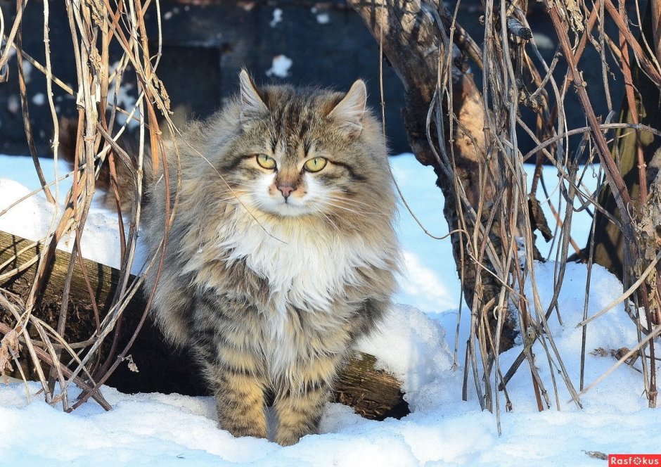 Норвежская Лесная кошка зубы