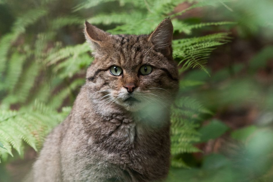 Дикая Лесная кошка
