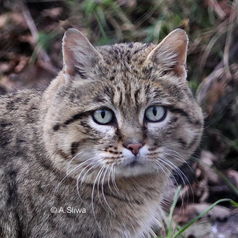 Лесной кот в лесу