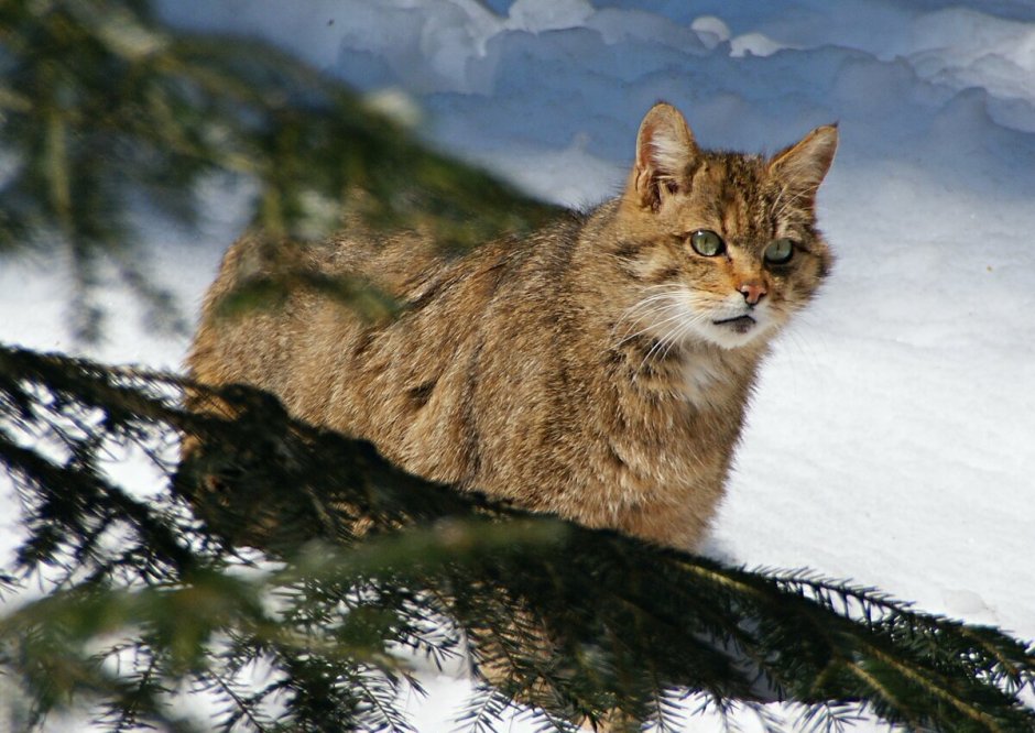 Сибирский Лесной кот