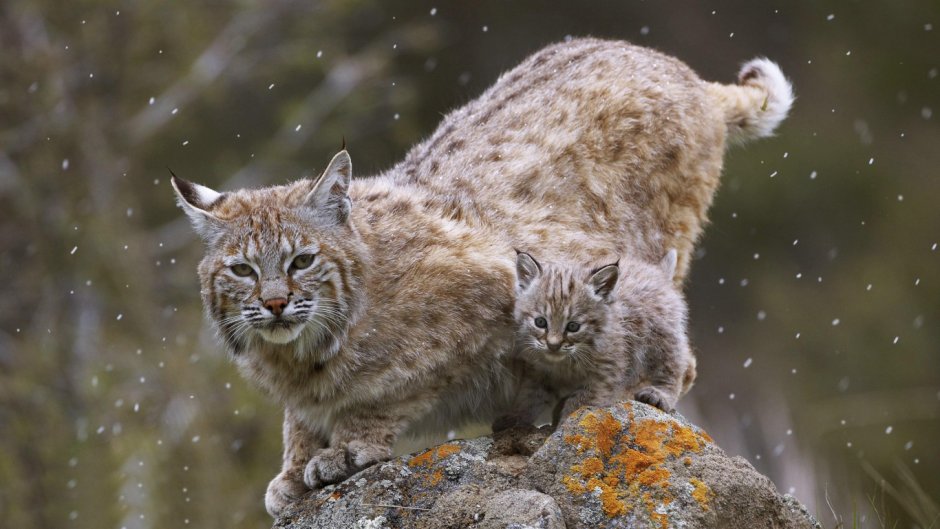 Шотландский дикий кот