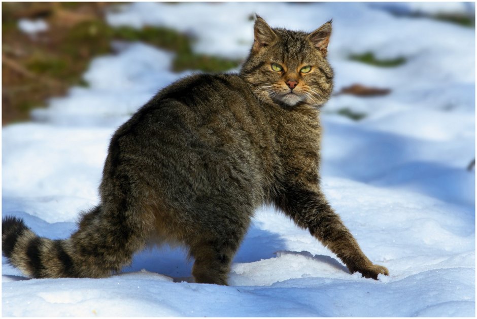 Европейский Лесной кот камышовый