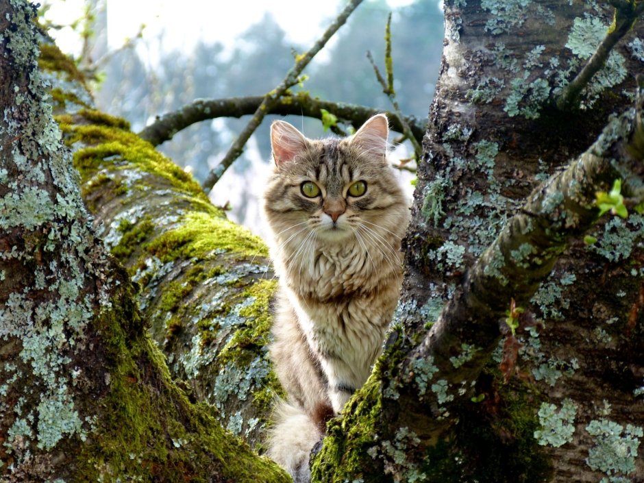 Норвежская Лесная кошка лапы
