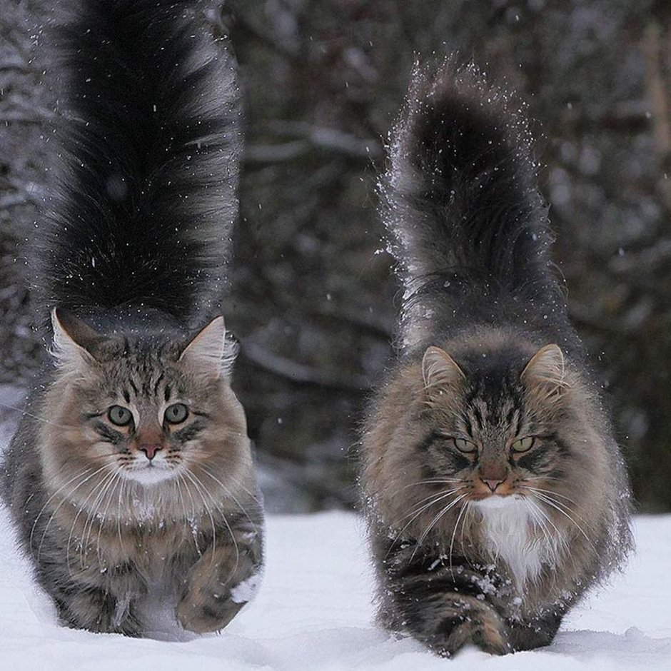 Кавказская Лесная кошка Felis Silvestris Caucasica