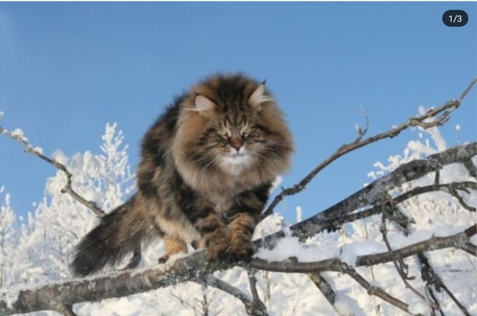 Сомалийская кошка дикий