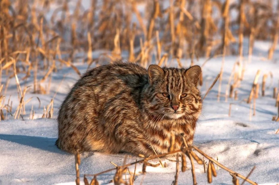 Уральская Лесная кошка